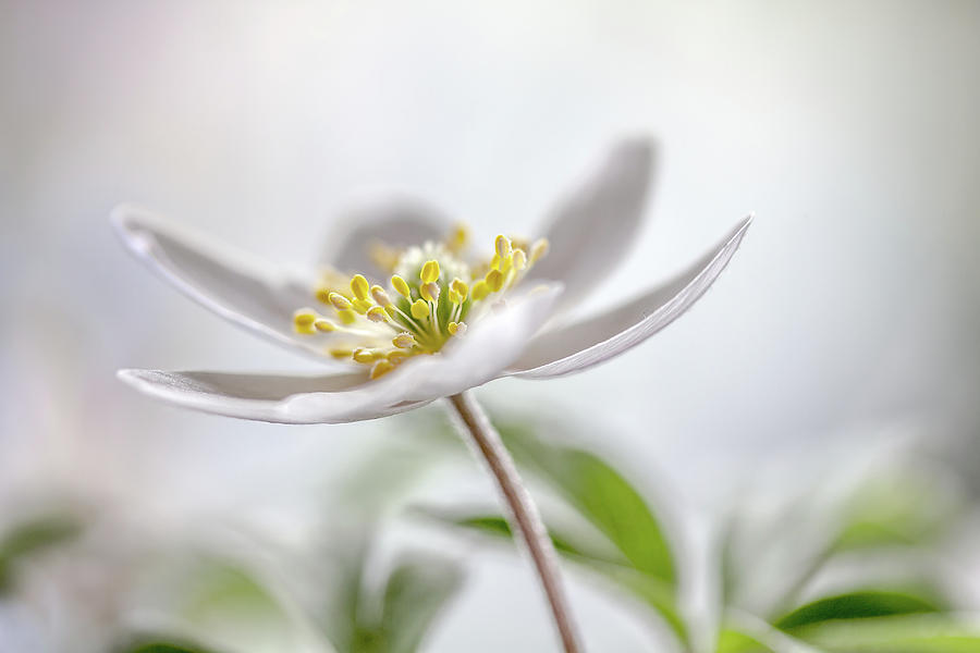 Wood Anemone #2 Photograph by Mandy Disher