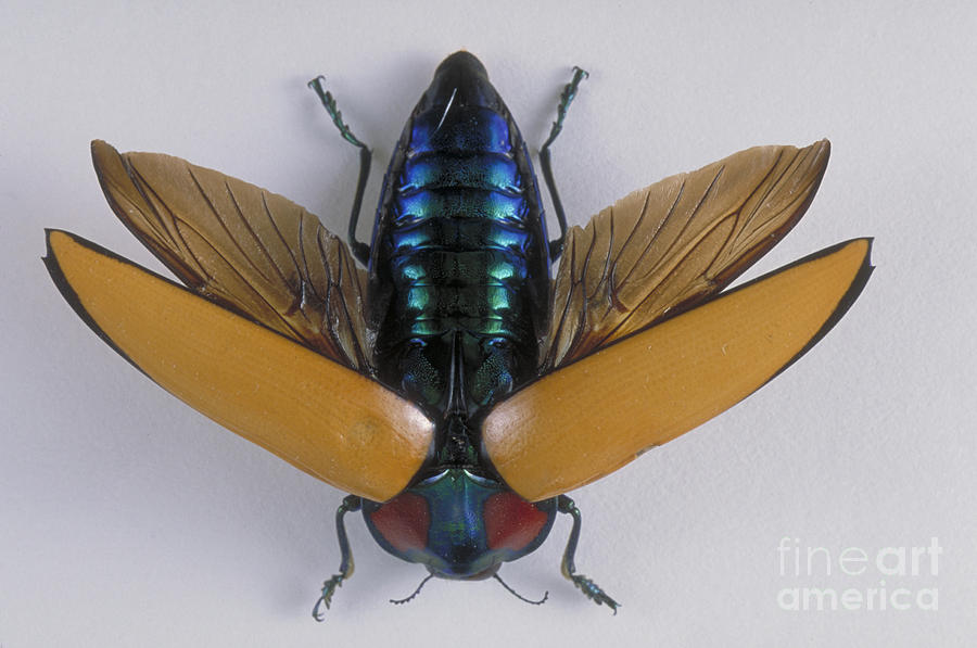Wood-boring Beetle #2 Photograph by Barbara Strnadova