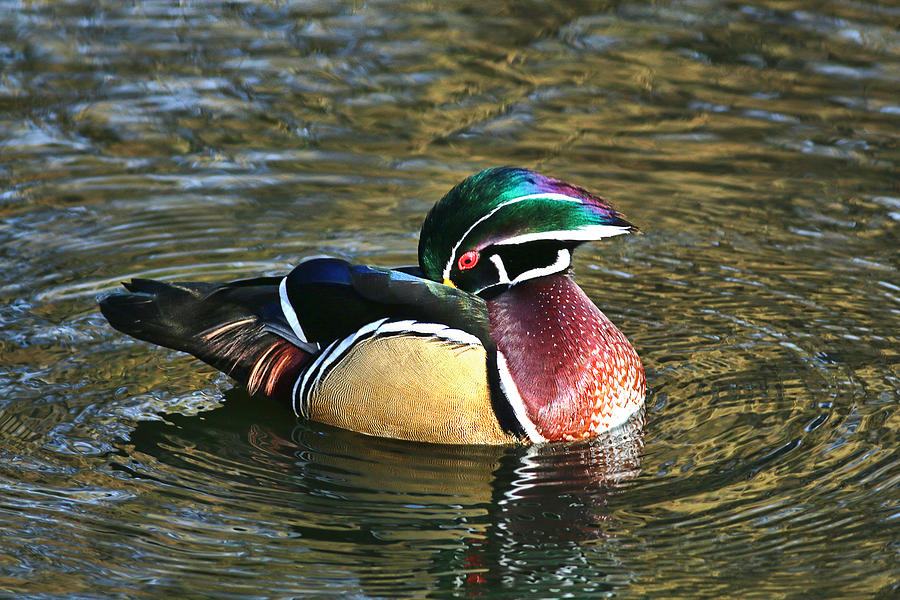 Wood Duck Beauty #1 Photograph by Abram House