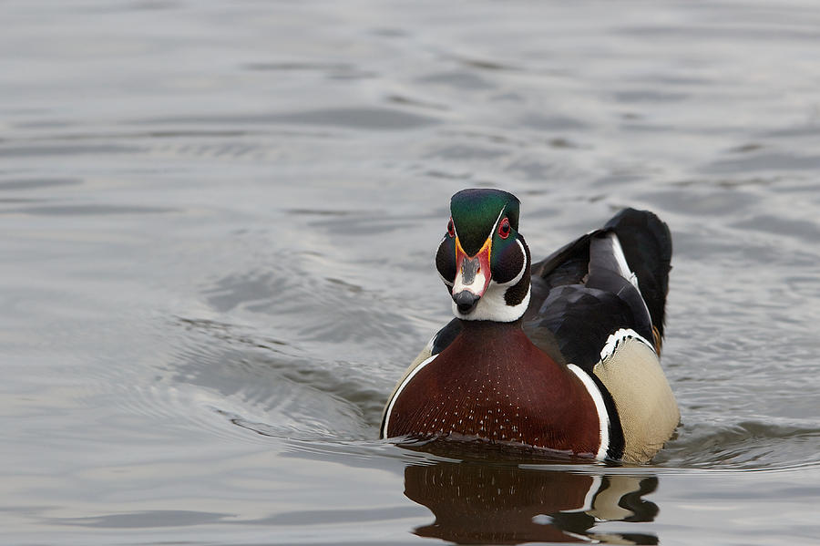 Wood duck - Canard branchu - Aix sponsa #3 Photograph by Nature and Wildlife Photography