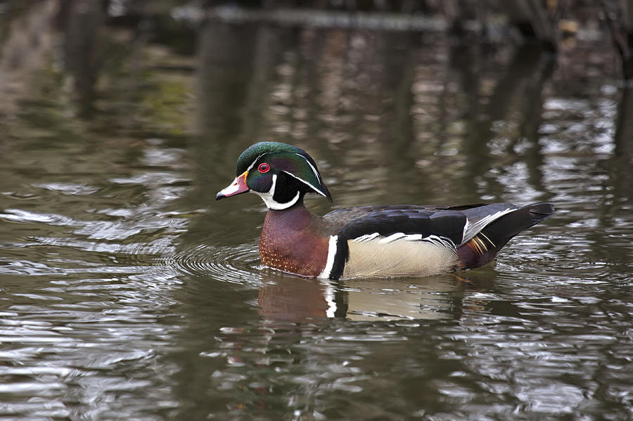 Wood Duck #3 Photograph by Eunice Gibb