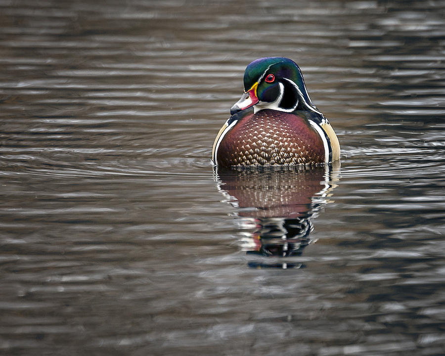 Wood Duck #3 Photograph by Jack R Perry
