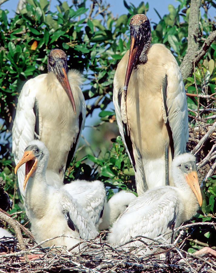 Wood Stork In Nest With Young #2 Photograph by Millard H. Sharp