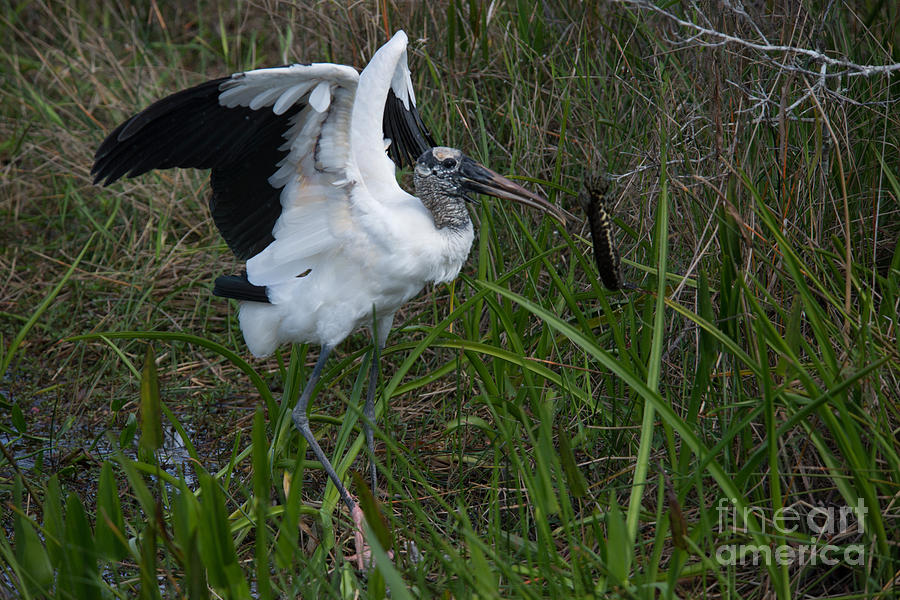 Wood Stork in the Everglades #2 Digital Art by Carol Ailles