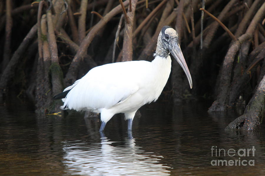 Bird Photograph - Wood Stork in the swamp by Christiane Schulze Art And Photography