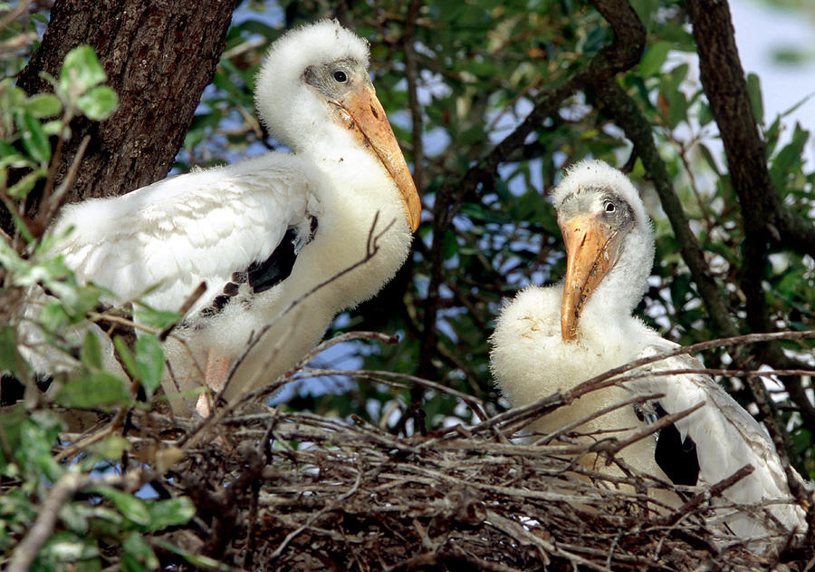 Wood Stork Nestlings #2 Photograph by Millard H. Sharp