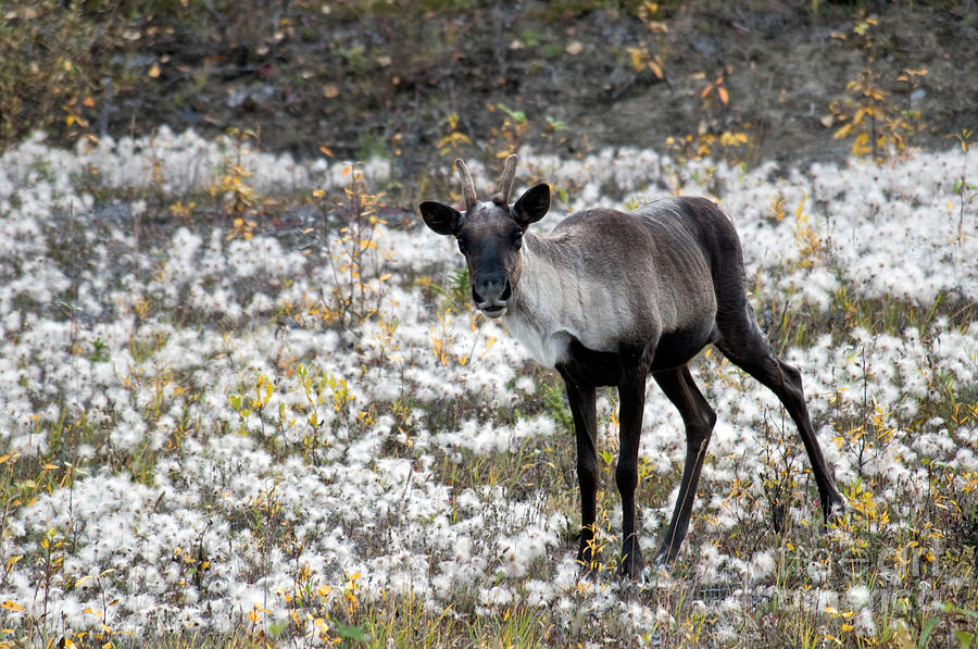 Woodland Caribou #2 Photograph by Mark Newman