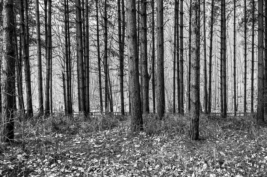 Woods Photograph