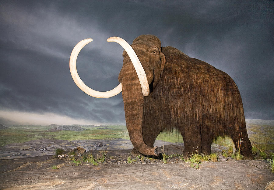 Wooly Mammoth Photograph by Buddy Mays - Fine Art America