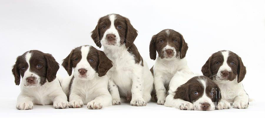 Working English Springer Spaniel Puppies #3 Photograph by Mark Taylor