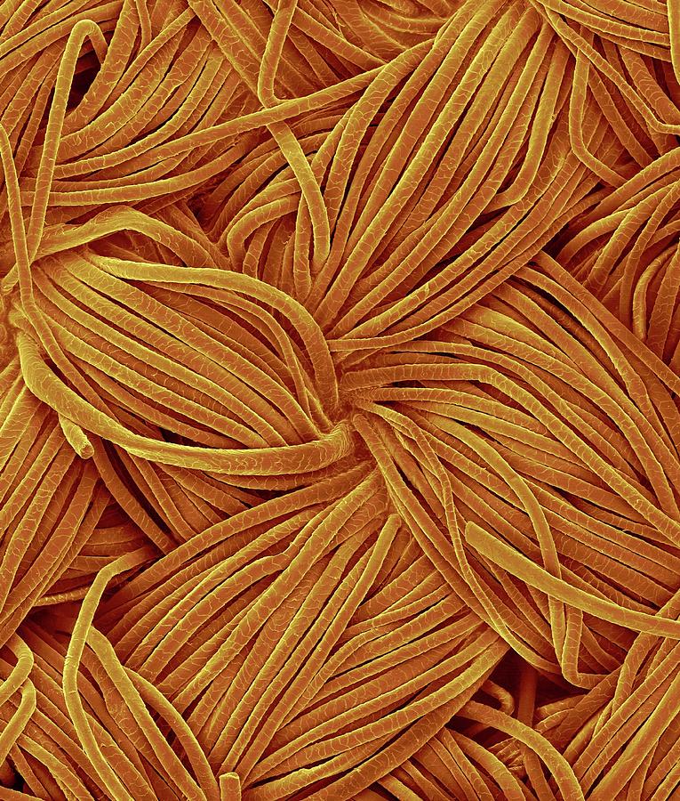 Woven Wool Fabric #2 Photograph by Science Photo Library Woven Wool Fabric #2 Photograph by Science Photo Library