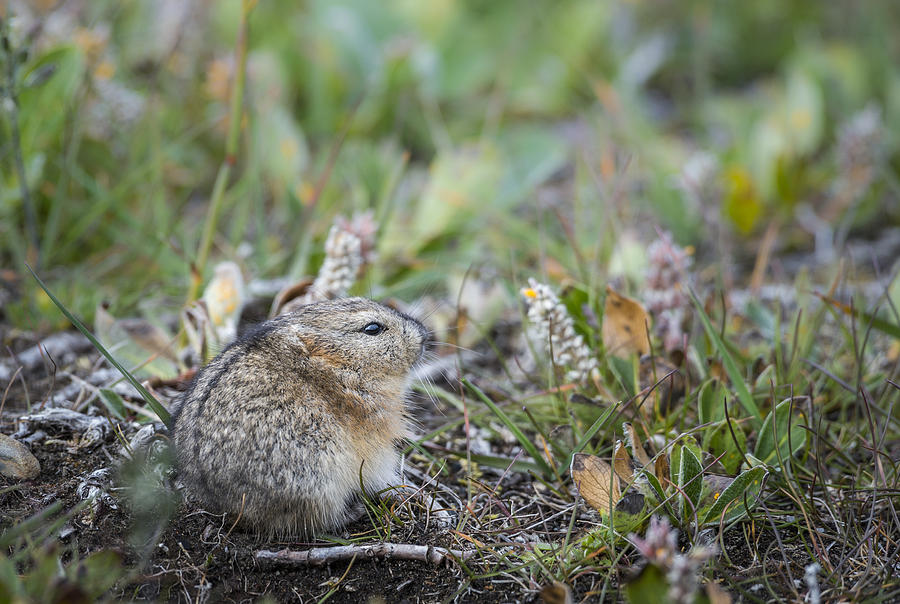 Collared Lemming  Facts, pictures & more about Collared Lemming