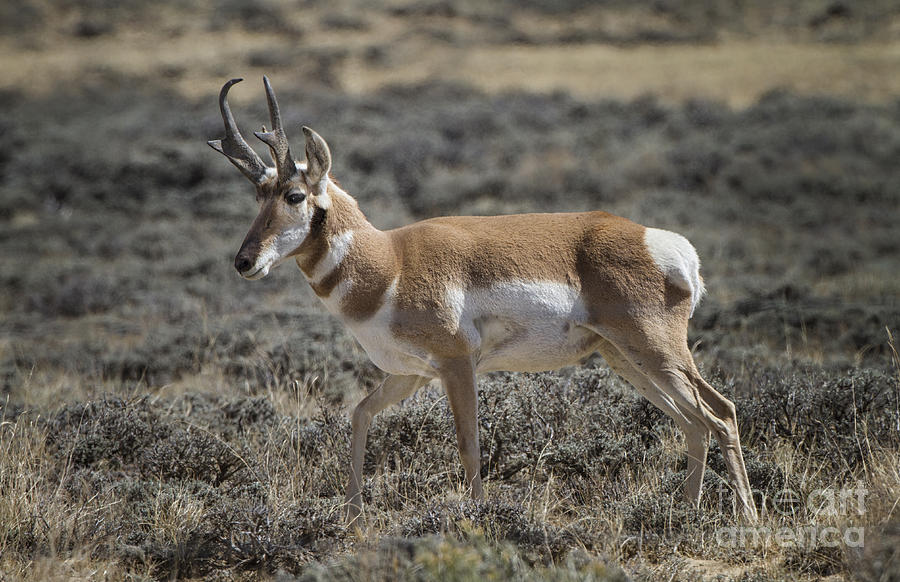 Wyoming Pronghorn #2 Photograph by Ronald Lutz