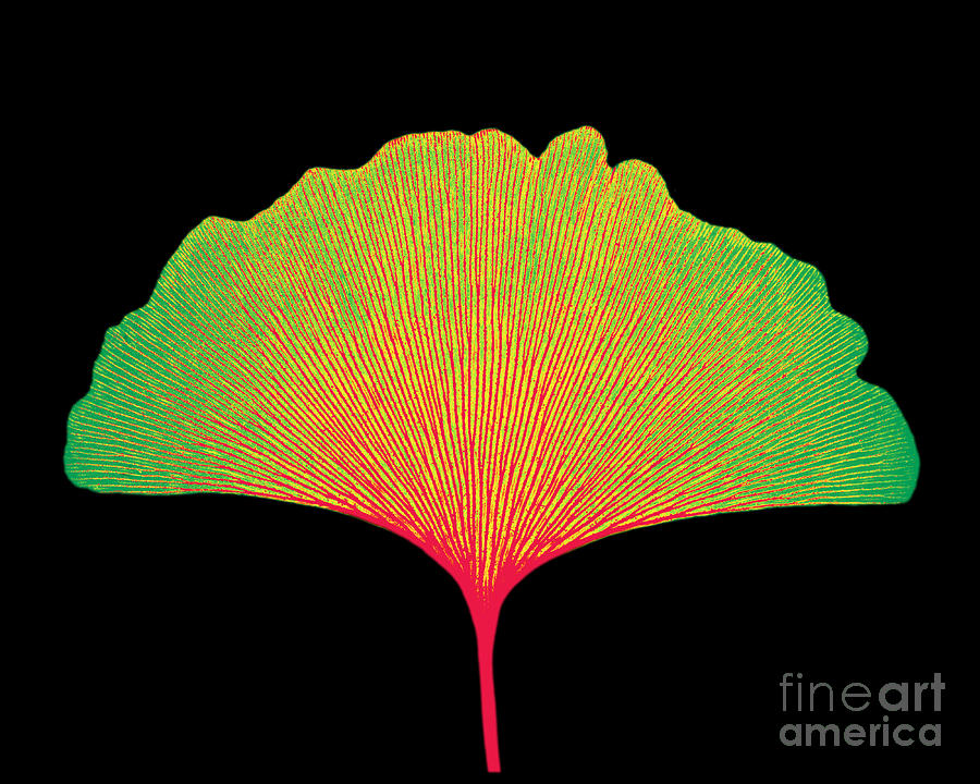 Tree Photograph - X-ray Of Ginkgo Leaf #12 by Bert Myers