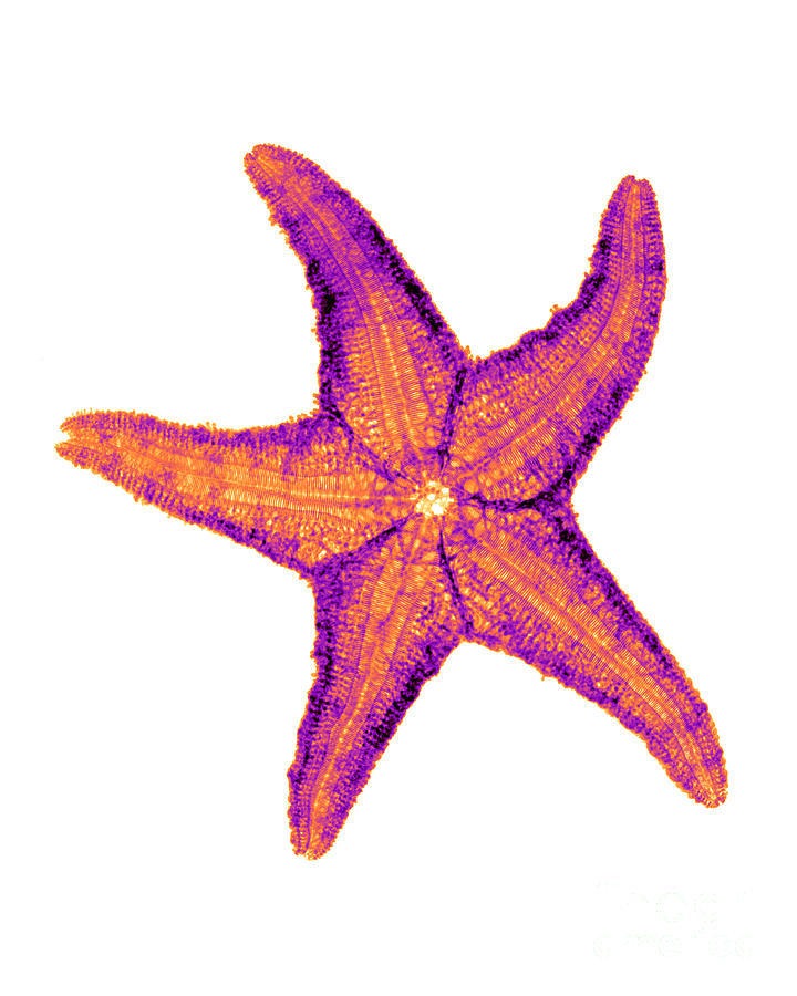 X-ray Of Starfish #3 Photograph by Bert Myers