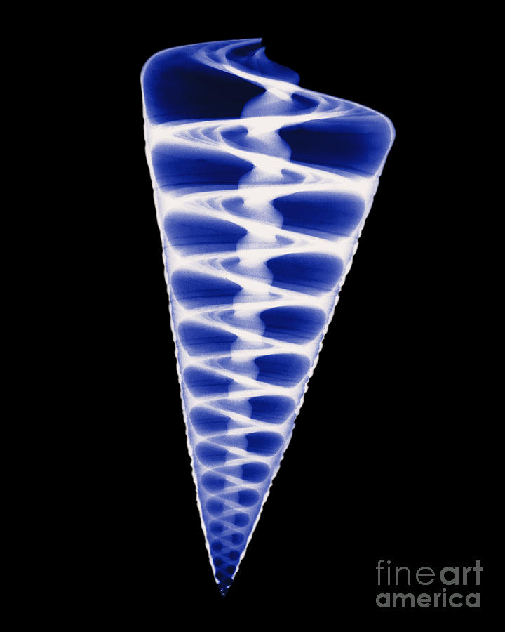 Shell Photograph - X-ray Of Top Shell #2 by Bert Myers