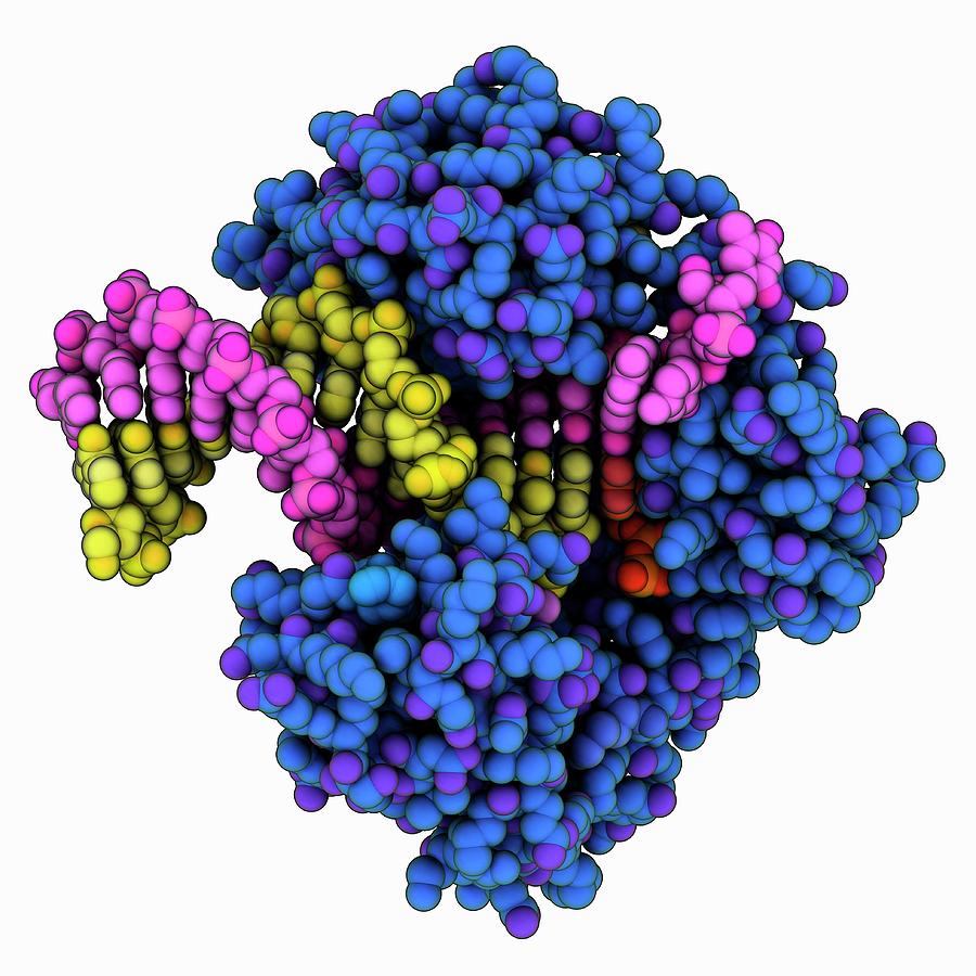 Y-family Dna Polymerase Dna Complex Photograph by Laguna Design/science ...