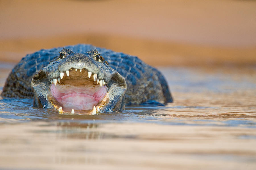 Crocodile Photograph - Yacare Caiman Caiman Crocodilus Yacare #2 by Panoramic Images