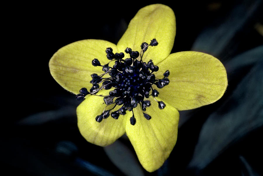 Yellow Anemone In Uv Light #2 Photograph by Bjorn Rorslett/science Photo Library