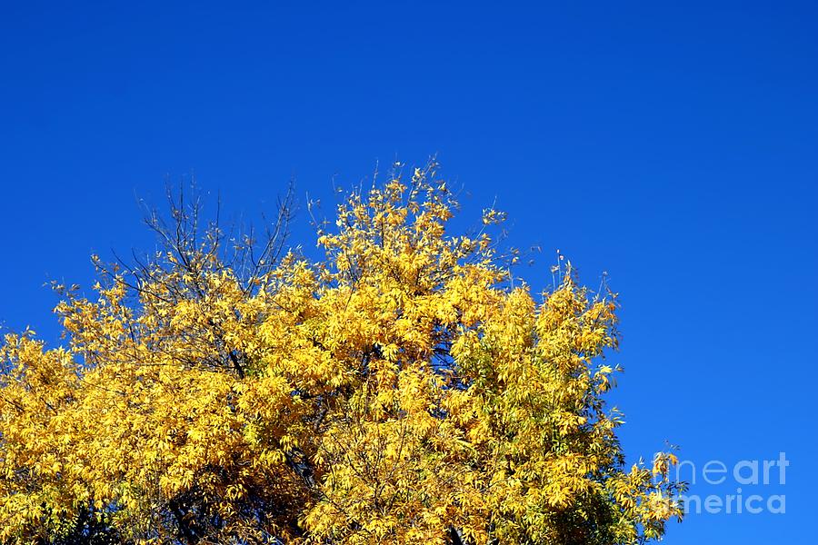 Yellow Autumn Tree #2 Photograph by Henrik Lehnerer