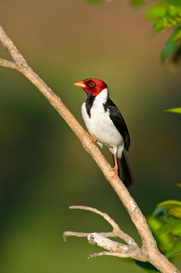 Yellow-billed Cardinal Paroaria Photograph by Panoramic Images - Fine ...