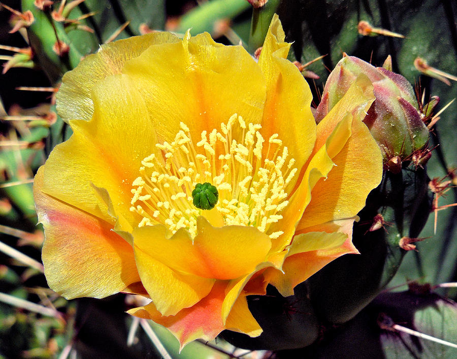 Yellow Cactus Bloom  Photograph by Sandra Selle Rodriguez