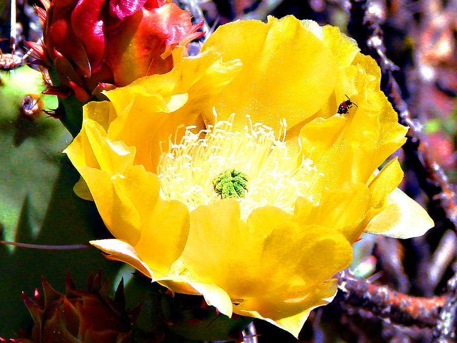 Yellow Cactus Flower #2 Photograph by Linda Cox