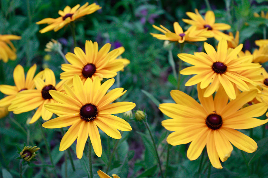 Yellow Daisy Flowers #1 Photograph by Ann Murphy