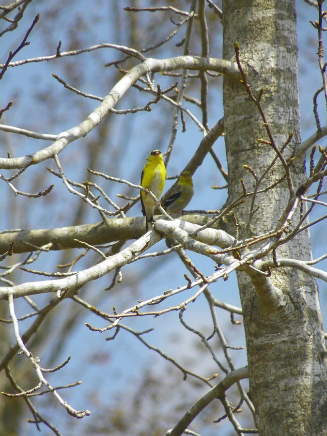 Bird Photograph - American Yellow Finch by Lisa Wooten