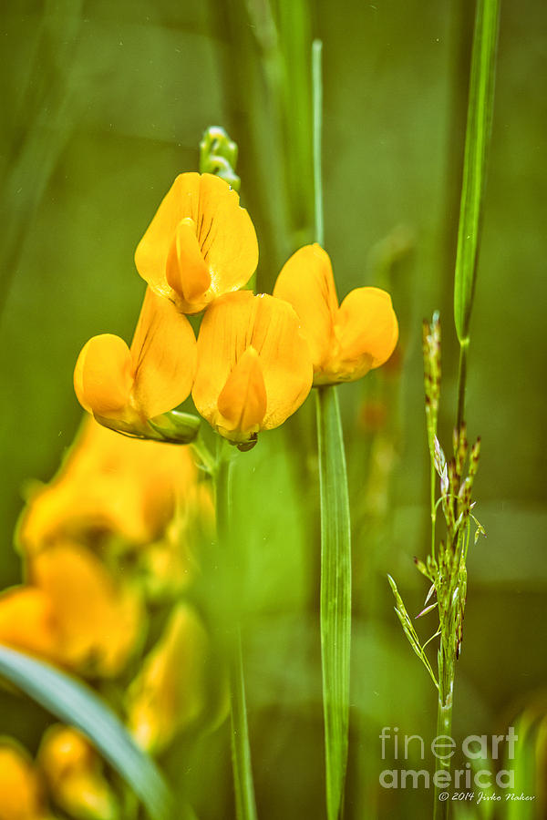 Yellow flower #2 Photograph by Jivko Nakev