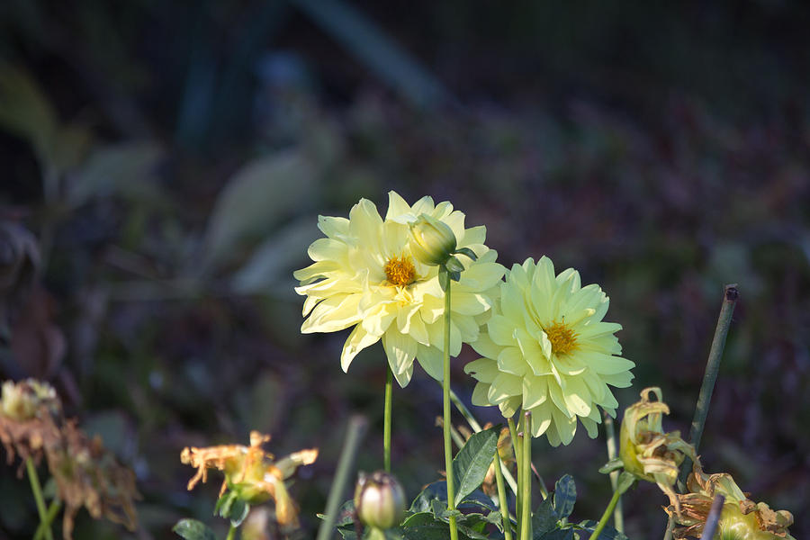 Yellow Flower #2 Photograph by Susan Jensen