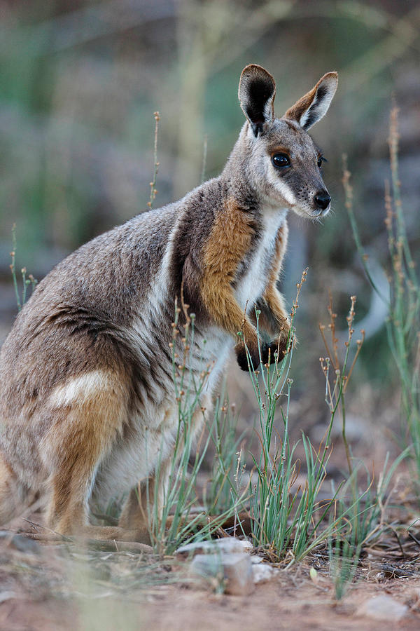 Animal Photograph - Yellow-footed Rock-wallaby (petrogale #2 by Martin Zwick