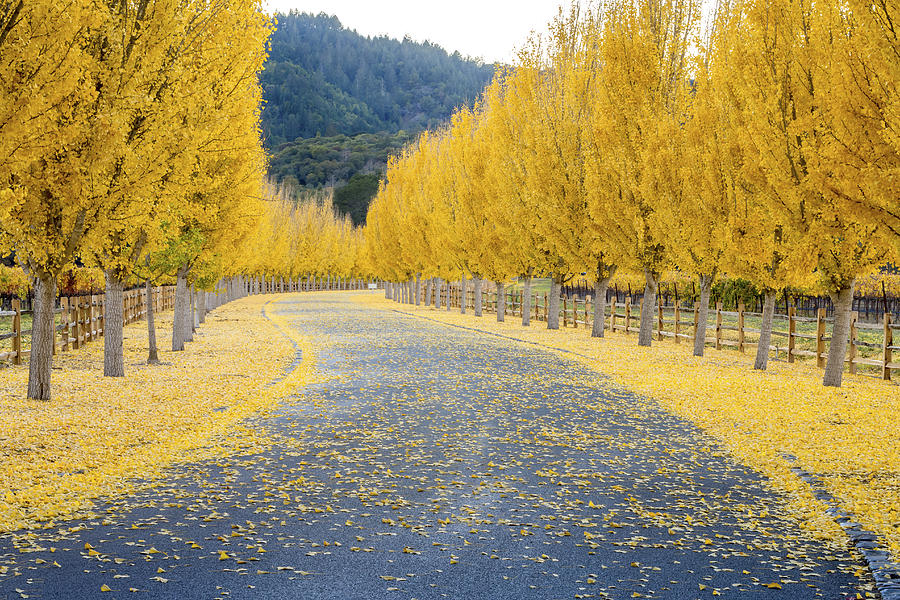 Yellow Ginkgo trees  on road lane in Napa Valley, California #2 Photograph by Spondylolithesis
