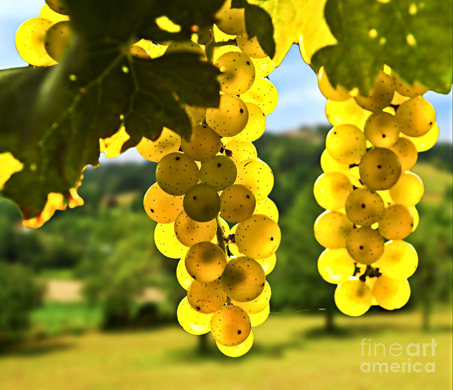Yellow grapes 1 Photograph by Elena Elisseeva