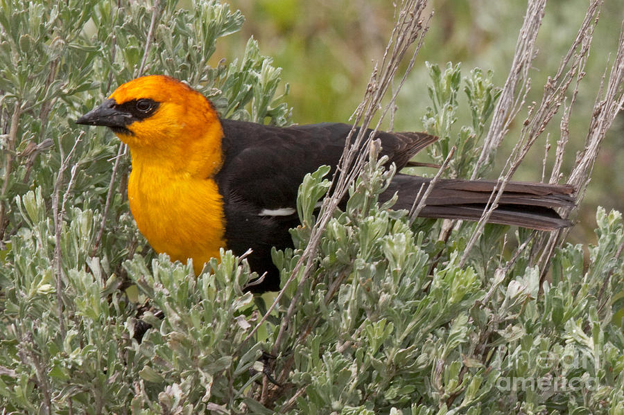 Yellow Headed Black Bird at Willow Flats #2 Photograph by Fred Stearns