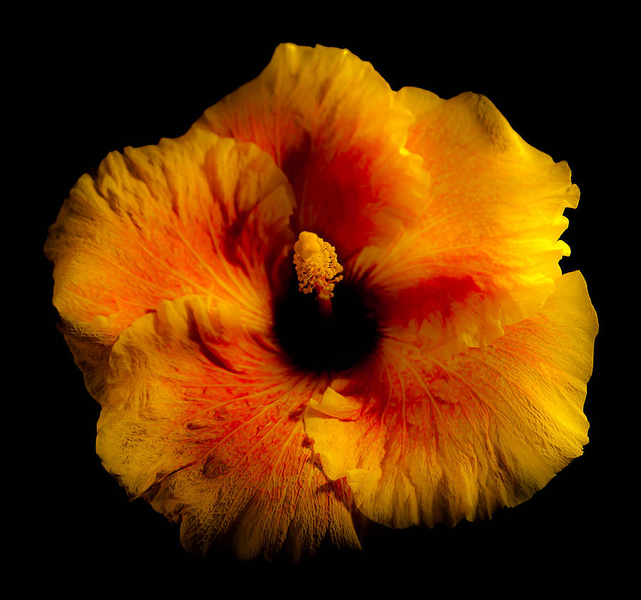 Yellow Hibiscus #2 Photograph by Craig Watanabe
