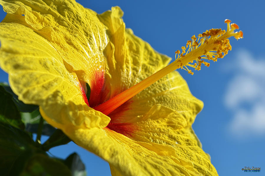 yellow Hula Girl Hibiscus #2 Photograph by Aloha Art