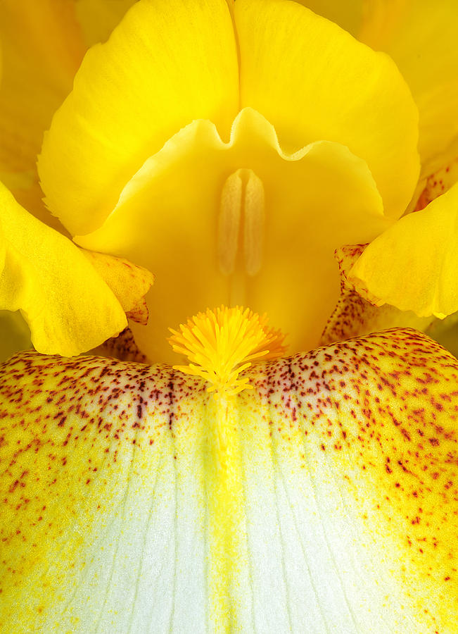 Yellow Iris #1 Photograph by Jim Hughes
