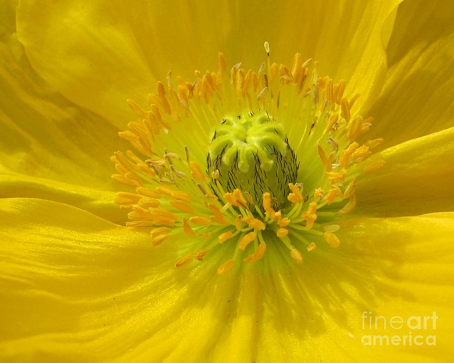 Yellow Macro #2 Photograph by Chris Anderson