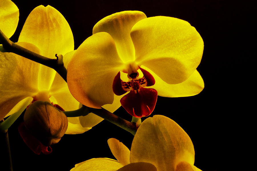 Yellow Orchids #2 Photograph by Bill Barber