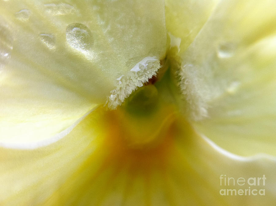 Flowers Still Life Photograph - Yellow Pansy #2 by Susan Serna