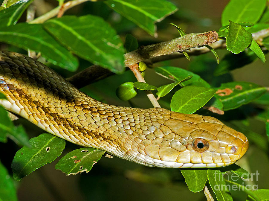 Yellow Rat Snake #2 Photograph by Millard H. Sharp