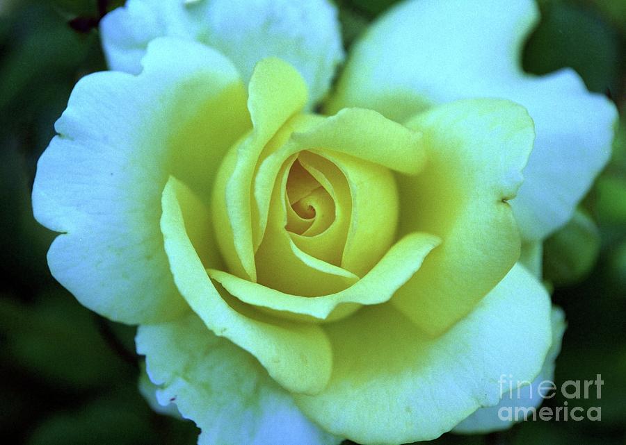 Yellow Rose Photograph by Allen Beatty