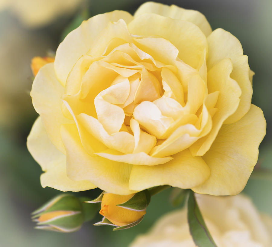 Yellow Rose #2 Photograph by Maj Seda