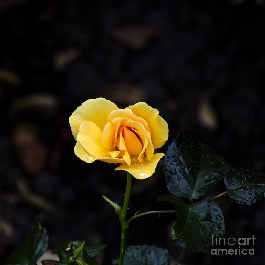 Yellow Rose #2 Digital Art by Pravine Chester
