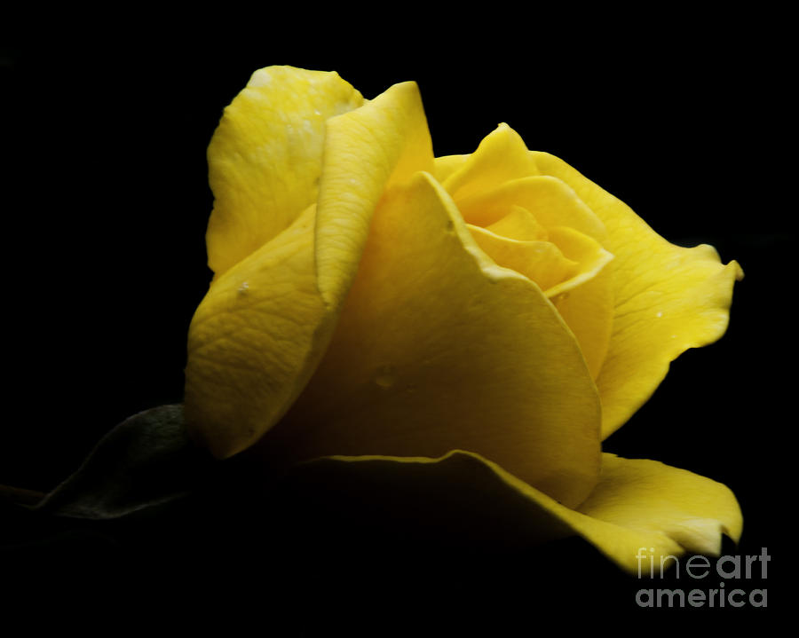 Yellow Rose #2 Photograph by Ronald Grogan