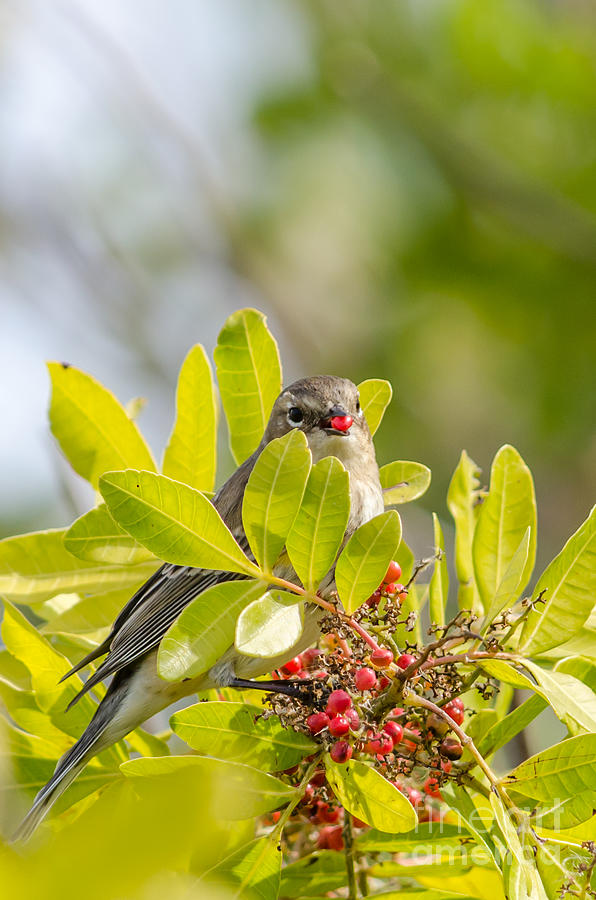 Bird Photograph - Yellow-Rumped Warbler #1 by Debra Martz
