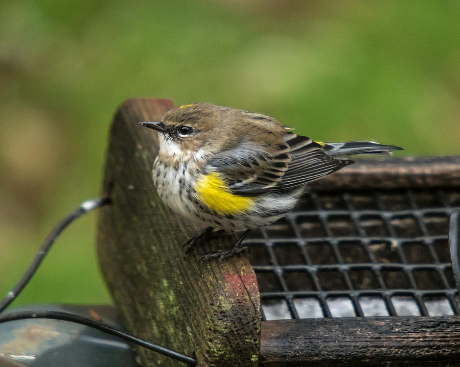 Yellow-Rumped-Warbler #2 Photograph by Robert L Jackson
