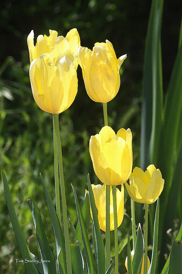 Yellow Tulips At The Arboretum #2 Photograph by Tom Janca