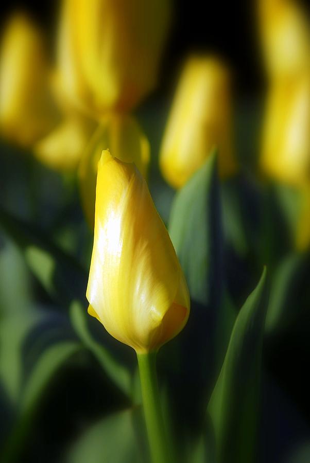 Yellow Tulips #1 Photograph by Willie Harper